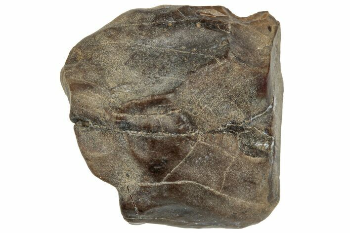 Fossil Dinosaur (Triceratops) Shed Tooth - Montana #324167